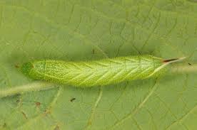 Attēlu rezultāti vaicājumam “Smerinthus ocellata”