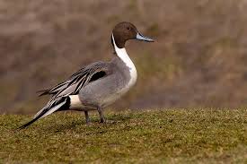 Image result for Anas acuta