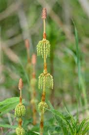 Attēlu rezultāti vaicājumam “Equisetum sylvaticum”