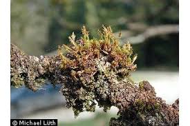 Attēlu rezultāti vaicājumam “Ulota crispa sporophyte”