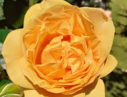 Image result for Burnopfield Park Bowls Club