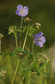 Image result for Geranium pratense