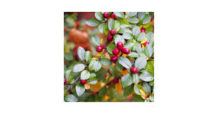 Attēlu rezultāti vaicājumam “Cotoneaster divaricatus”