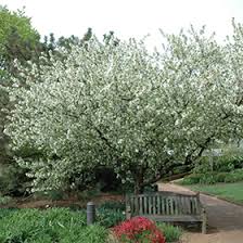 Attēlu rezultāti vaicājumam “Malus baccata”