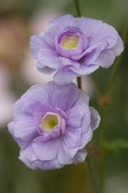 Image result for Geranium `Summer Skies`