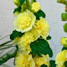 Image result for Alcea rosea