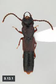 Attēlu rezultāti vaicājumam “Dendrophagus crenatus”