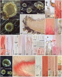 Attēlu rezultāti vaicājumam “Hyaloscypha hyalina”