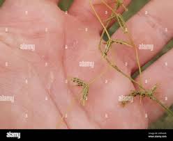 Attēlu rezultāti vaicājumam “Chara globularis”