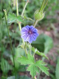 Attēlu rezultāti vaicājumam “Geranium bohemicum”