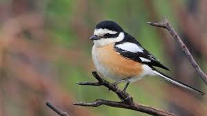 Image result for Lanius nubicus