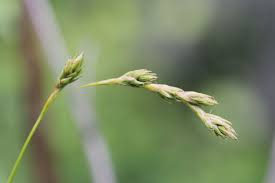 Attēlu rezultāti vaicājumam “Carex ornithopoda fruit”