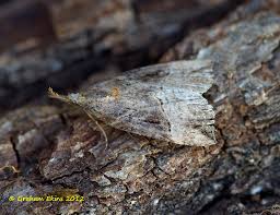 Attēlu rezultāti vaicājumam “Hypena rostralis”