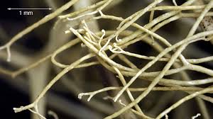 Attēlu rezultāti vaicājumam “Ramalina thrausta”