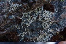 Attēlu rezultāti vaicājumam “Cliostomum corrugatum”