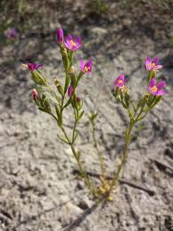 Attēlu rezultāti vaicājumam “Centaurium littorale flower”