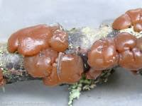 Attēlu rezultāti vaicājumam “Exidia repanda”