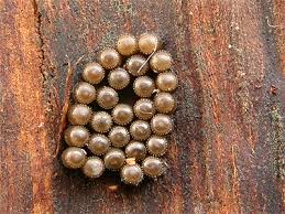 Attēlu rezultāti vaicājumam “Picromerus bidens”