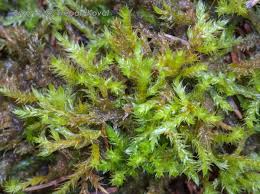 Attēlu rezultāti vaicājumam “Callicladium haldanianum”