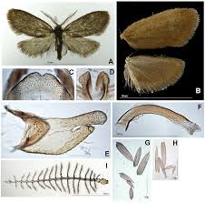 Attēlu rezultāti vaicājumam “Proutia betulina larva”