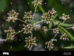 Attēlu rezultāti vaicājumam “Torilis japonica fruit”