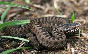 Attēlu rezultāti vaicājumam “Vipera berus”