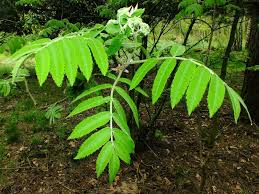 Attēlu rezultāti vaicājumam “Sorbus aucuparia leaf”