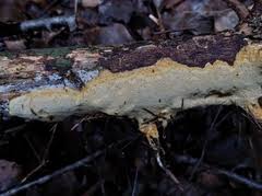 Attēlu rezultāti vaicājumam “Perenniporia subacida”