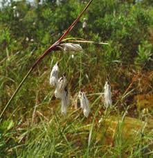 Attēlu rezultāti vaicājumam “Eriophorum angustifolium flower”