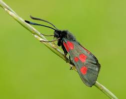 Attēlu rezultāti vaicājumam “Zygaena lonicerae larva”