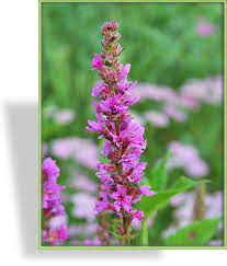 Image result for Blutweiderich