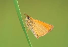 Attēlu rezultāti vaicājumam “Thymelicus lineola male”