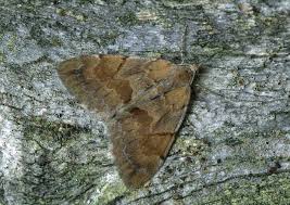 Attēlu rezultāti vaicājumam “Pennithera firmata”