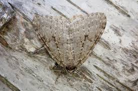 Attēlu rezultāti vaicājumam “Epirrita sp.”