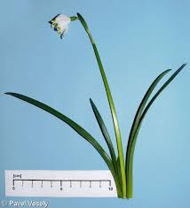 Attēlu rezultāti vaicājumam “Leucojum vernum var. carpathicum”