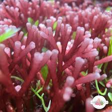 Attēlu rezultāti vaicājumam “Fuligo gyrosa macro”