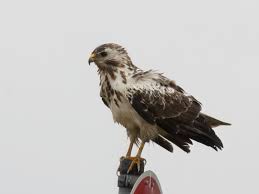 Attēlu rezultāti vaicājumam “Buteo buteo”
