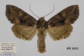 Attēlu rezultāti vaicājumam “Mniotype satura”