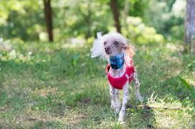 Image result for ugliest dog