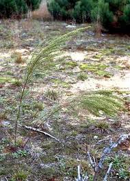 Image result for Artemisia caudata