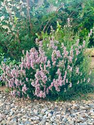 Image result for Hyssopus officinalis