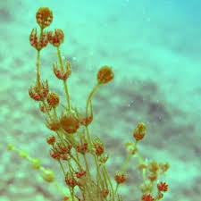 Attēlu rezultāti vaicājumam “Chara filiformis”