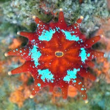 Attēlu rezultāti vaicājumam “Trachyspora intrusa”