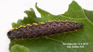 Attēlu rezultāti vaicājumam “Evergestis pallidata”