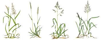 Attēlu rezultāti vaicājumam “Danthonia decumbens fruit”