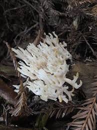 Attēlu rezultāti vaicājumam “Ramariopsis kunzei”