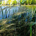 Attēlu rezultāti vaicājumam “Calamagrostis purpurea fruit”