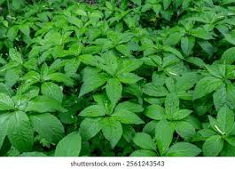 Attēlu rezultāti vaicājumam “Mercurialis perennis leaf”