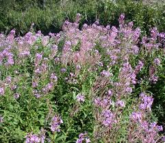 Attēlu rezultāti vaicājumam “Epilobium angustifolium fruit”