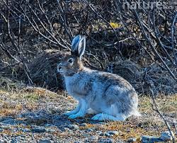 Attēlu rezultāti vaicājumam “Lepus timidus”